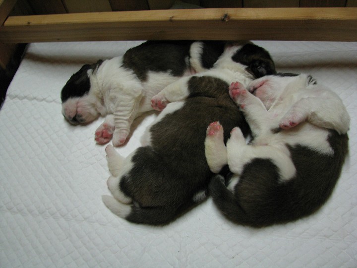 img00004.jpg