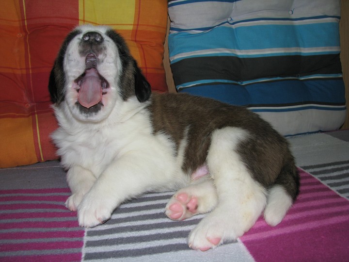 img00009.jpg