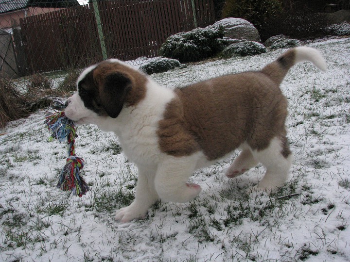 img00010.jpg