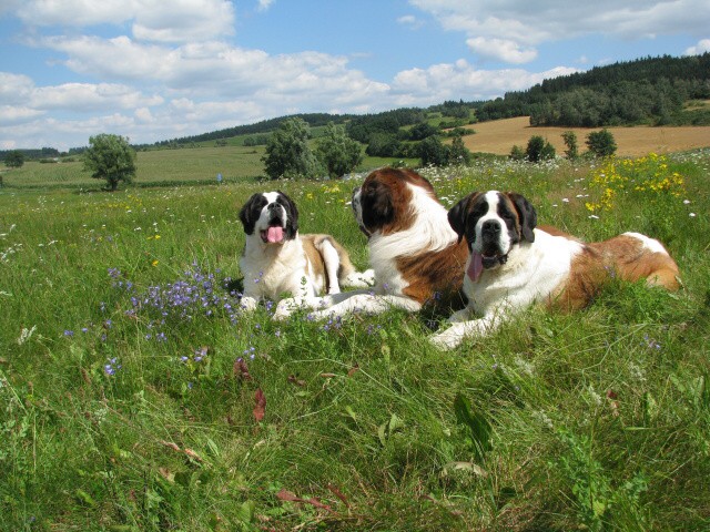img00004.jpg