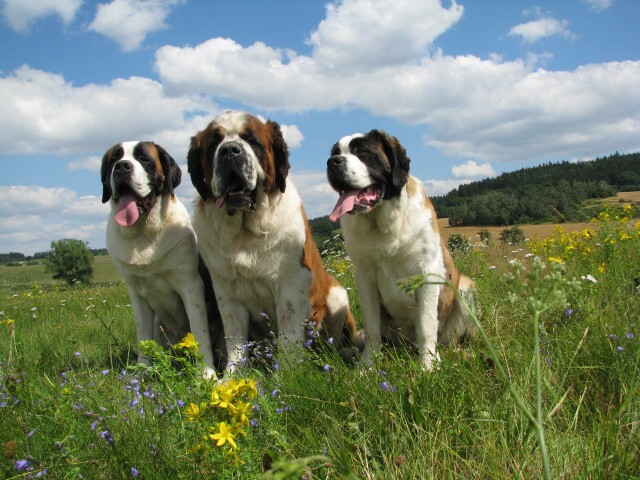 img00005.jpg