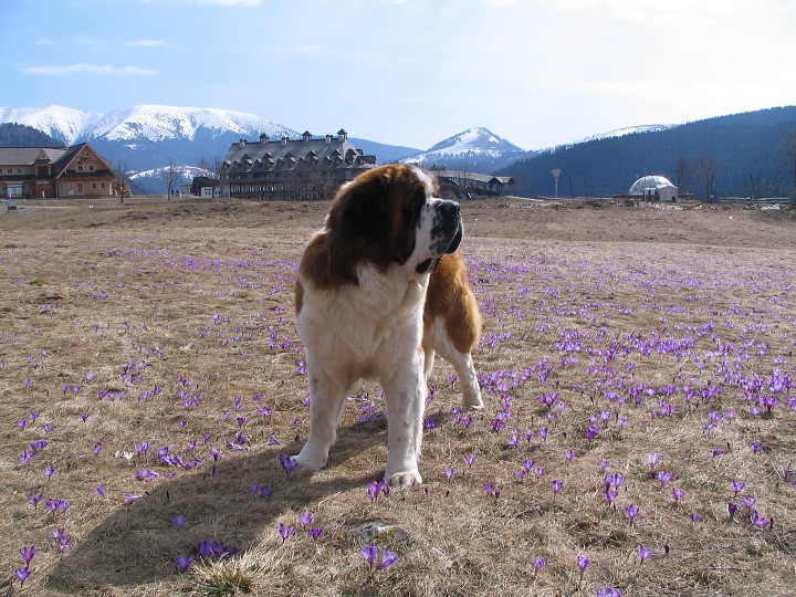 img00006.jpg